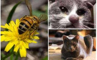 O que fazer se um gato for mordido por uma abelha