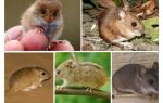 Tipos e tipos de ratos