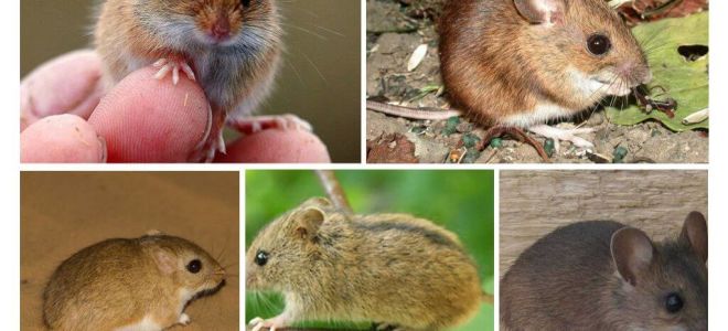 Tipos e tipos de ratos