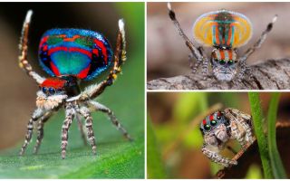 Descrição e foto da aranha pavão