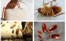 Como as baratas parecem, suas fotos, tipos e descrição