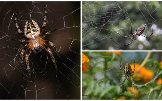 As aranhas sabem voar?
