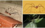 Spider mengorek dengan kaki panjang nipis