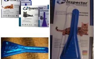 Gotas Inspector para gatos da pulga
