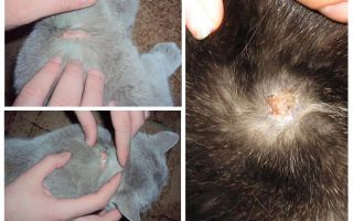 Por que um gato coceira de pulgas cai e outras causas de coceira