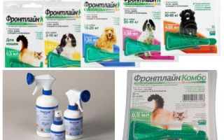 Gotas de pulgas Frontline e spray
