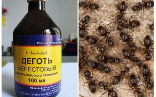 Tar de bétula da aplicação de formigas no jardim e jardim