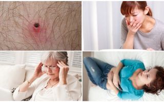 Que carrapatos são perigosos para os humanos e o que