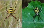 Spider tawon dengan garis kuning di bahagian belakang