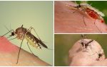 Por que os mosquitos bebem sangue