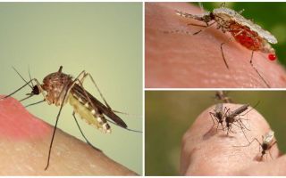 Por que os mosquitos bebem sangue