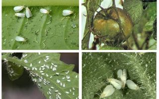 Métodos de lidar com mosca branca em tomates na estufa