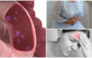 Como determinar a presença de Giardia no corpo humano