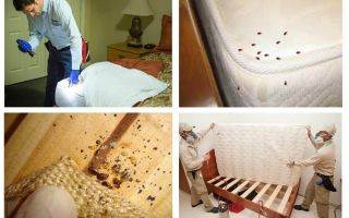 Onde estão os insetos escondidos no apartamento?
