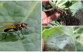 Como lidar com uma mosca de repolho e suas larvas