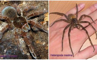 Descrição e fotos das maiores aranhas do mundo