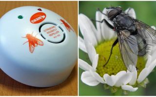 Repelente de mosca ultra-sônico