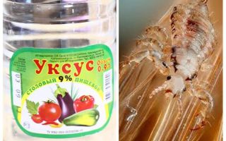 Como remover piolhos de vinagre e lêndeas