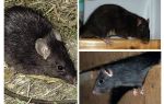 Ratos pretos