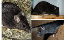 Ratos pretos