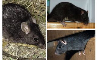Ratos pretos
