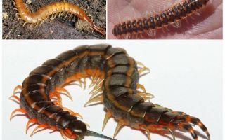 Keterangan dan gambar rumah skolopendry