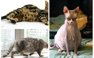 Como remover pulgas de uma gata grávida