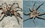 Apa labah-labah tarantula kelihatan seperti