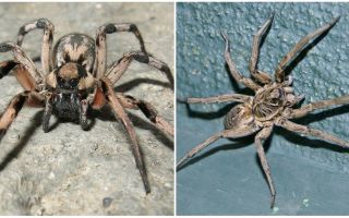 O que uma aranha de tarântula parece