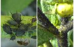Como lidar com pulgões pretos em tomates e pepinos