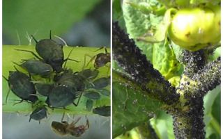 Como lidar com pulgões pretos em tomates e pepinos