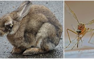 Como salvar coelhos de mosquitos na rua e na coelheira