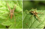 Descrição e fotos das aranhas da região de Saratov