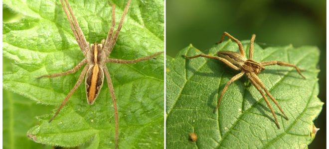 Descrição e fotos das aranhas da região de Saratov