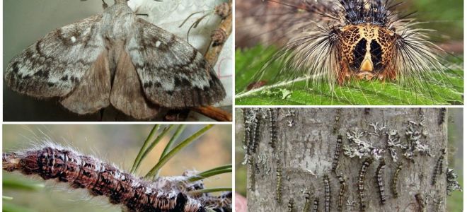 Descrição e foto de uma lagarta e borboleta do bicho-da-seda siberiana