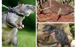 Os maiores ratos do mundo
