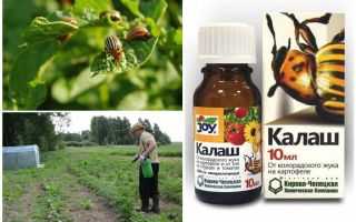 Significa Kalash do besouro de batata de Colorado