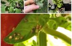 O que e como lidar com pulgões em pimenta em uma estufa e campo aberto