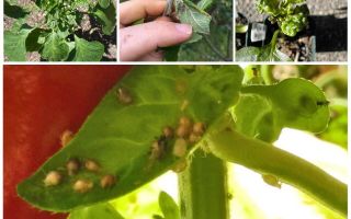 O que e como lidar com pulgões em pimenta em uma estufa e campo aberto