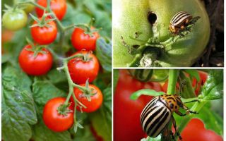 Os tomates processo de escaravelho da batata