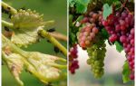 Como lidar com pulgões em meios de folk e compras de uvas