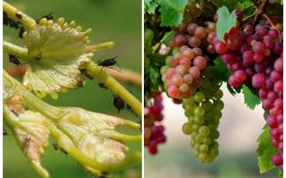 Como lidar com pulgões em meios de folk e compras de uvas