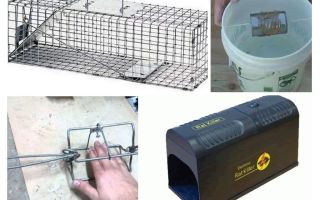 Armadilha de rato DIY