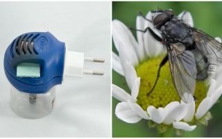 Fumigadores de moscas e mosquitos na saída