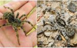 Tarantula Rusia Selatan (labah-labah Mizgir)