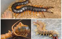 Skolopendra da Criméia