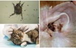Sintomas e tratamento de ácaros da orelha em gatos