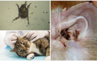 Sintomas e tratamento de ácaros da orelha em gatos