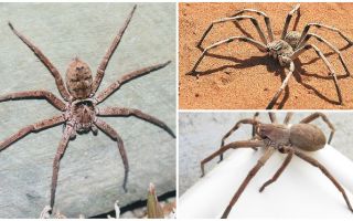 Aranha de caranguejo gigante