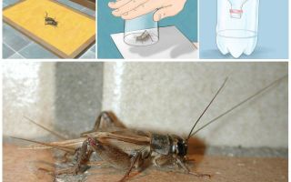 Como retirar grilos de um apartamento ou casa